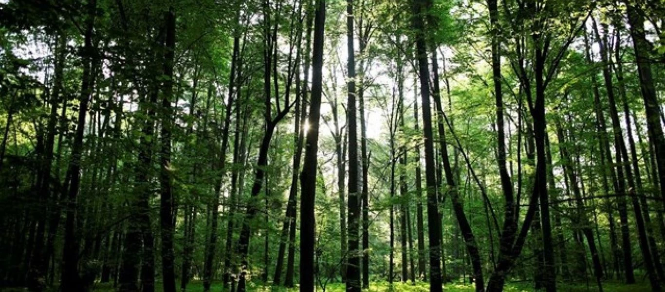 Φθιώτιδα: Παππούς και εγγονός αγνοούνται σε βουνό - Έρευνες για τον εντοπισμό τους